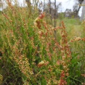 Rumex acetosella at Lions Youth Haven - Westwood Farm A.C.T. - 20 Dec 2023