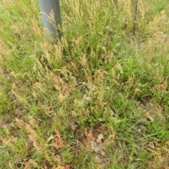 Rumex acetosella at Lions Youth Haven - Westwood Farm A.C.T. - 20 Dec 2023