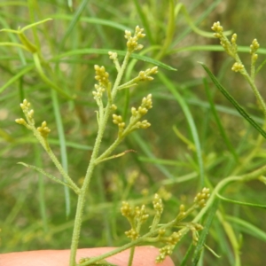 Cassinia quinquefaria at Lions Youth Haven - Westwood Farm A.C.T. - 20 Dec 2023