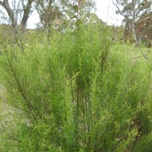 Cassinia quinquefaria at Lions Youth Haven - Westwood Farm A.C.T. - 20 Dec 2023