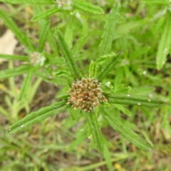 Euchiton sp. (A Cudweed) at Lions Youth Haven - Westwood Farm - 20 Dec 2023 by HelenCross