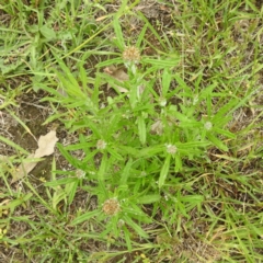 Euchiton sp. at Lions Youth Haven - Westwood Farm A.C.T. - 20 Dec 2023