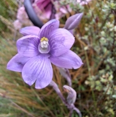 Thelymitra alpicola (Striped Alpine Sun Orchid) at Wadbilliga National Park - 19 Dec 2023 by forest17178