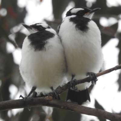 Grallina cyanoleuca (Magpie-lark) at Lions Youth Haven - Westwood Farm - 20 Dec 2023 by HelenCross