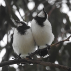 Grallina cyanoleuca at Lions Youth Haven - Westwood Farm A.C.T. - 20 Dec 2023