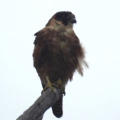 Falco longipennis (Australian Hobby) at Tuggeranong, ACT - 20 Dec 2023 by HelenCross