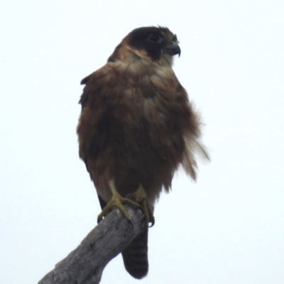 Falco longipennis (Australian Hobby) at Lions Youth Haven - Westwood Farm - 20 Dec 2023 by HelenCross