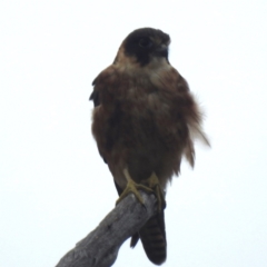 Falco longipennis at Lions Youth Haven - Westwood Farm A.C.T. - 20 Dec 2023