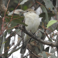 Lalage tricolor (White-winged Triller) at Lions Youth Haven - Westwood Farm - 20 Dec 2023 by HelenCross