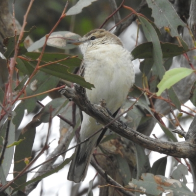 Lalage tricolor (White-winged Triller) at Lions Youth Haven - Westwood Farm - 20 Dec 2023 by HelenCross
