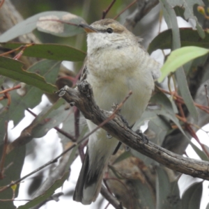 Lalage tricolor at Lions Youth Haven - Westwood Farm - 20 Dec 2023