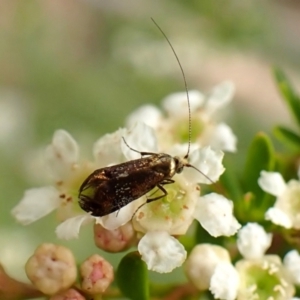 Nemophora laurella at Cook, ACT - 19 Dec 2023