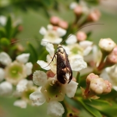 Nemophora laurella at Cook, ACT - 19 Dec 2023