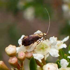 Nemophora laurella at Cook, ACT - 19 Dec 2023