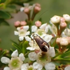 Nemophora laurella at Cook, ACT - 19 Dec 2023