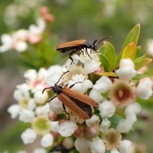 Porrostoma sp. (genus) at Cook, ACT - suppressed