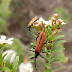 Porrostoma sp. (genus) at Cook, ACT - suppressed