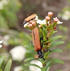 Porrostoma sp. (genus) at Cook, ACT - suppressed