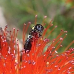 Amphylaeus (Agogenohylaeus) obscuriceps at Murrumbateman, NSW - 19 Dec 2023 by SimoneC