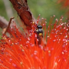 Amphylaeus (Agogenohylaeus) obscuriceps at Murrumbateman, NSW - 19 Dec 2023