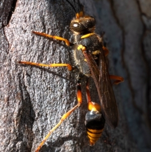 Sceliphron formosum at Higgins Woodland - 15 Dec 2023 08:41 AM