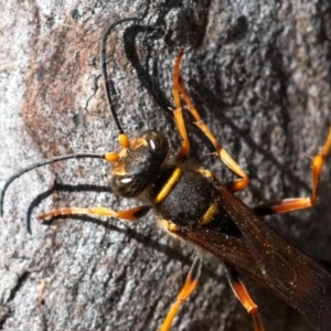 Sceliphron formosum at Higgins Woodland - 15 Dec 2023 08:41 AM