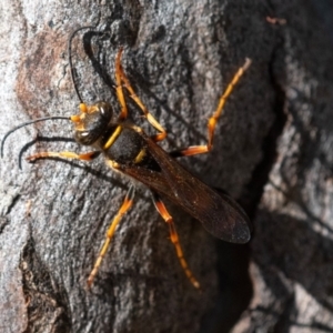 Sceliphron formosum at Higgins Woodland - 15 Dec 2023 08:41 AM