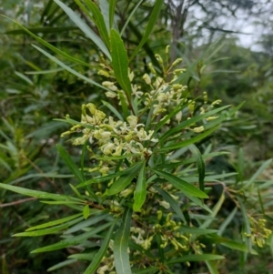 Lomatia myricoides at QPRC LGA - 20 Dec 2023