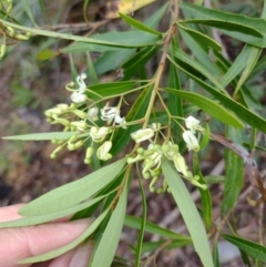 Lomatia myricoides at QPRC LGA - 20 Dec 2023