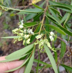 Lomatia myricoides at QPRC LGA - 20 Dec 2023