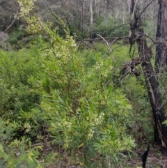 Lomatia myricoides at QPRC LGA - 20 Dec 2023