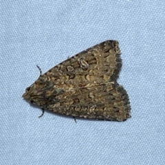 Hypoperigea tonsa (A Noctuid moth (Acronictinae) at QPRC LGA - 20 Dec 2023 by SteveBorkowskis