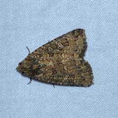 Hypoperigea tonsa (A noctuid moth) at Jerrabomberra, NSW - 20 Dec 2023 by SteveBorkowskis