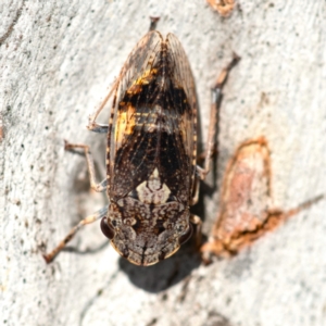 Stenocotis depressa at Higgins Woodland - 15 Dec 2023