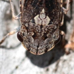 Stenocotis depressa at Higgins Woodland - 15 Dec 2023