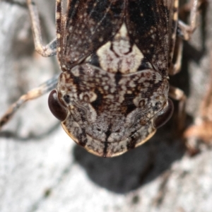 Stenocotis depressa at Higgins Woodland - 15 Dec 2023