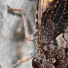 Stenocotis depressa at Higgins Woodland - 15 Dec 2023 08:23 AM