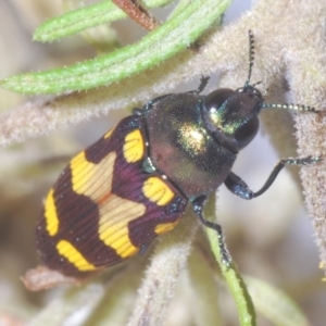 Castiarina oblita at QPRC LGA - 16 Dec 2023