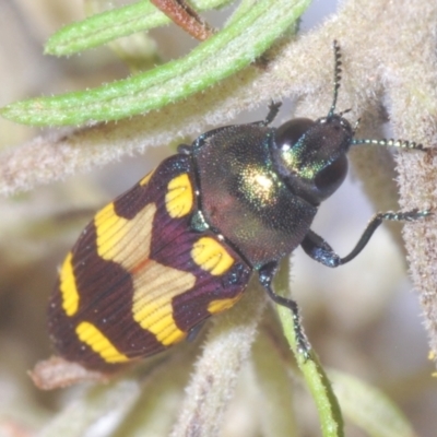 Castiarina oblita (a jewel beetle) at QPRC LGA - 16 Dec 2023 by Harrisi