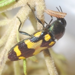 Castiarina oblita at QPRC LGA - 16 Dec 2023