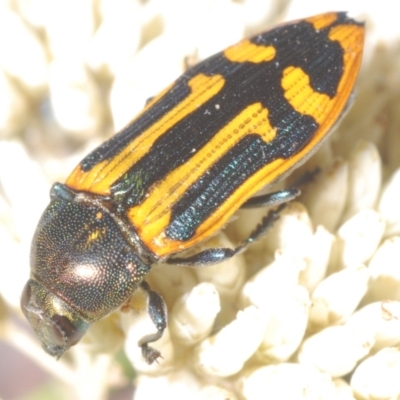 Castiarina costata (Jewel Beetle) at Nerriga, NSW - 16 Dec 2023 by Harrisi