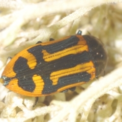 Castiarina costata at QPRC LGA - 16 Dec 2023