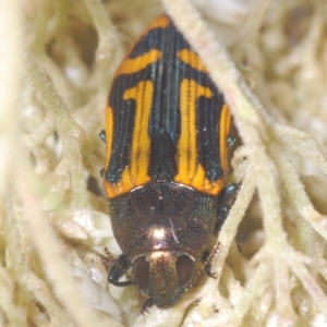 Castiarina costata at QPRC LGA - 16 Dec 2023