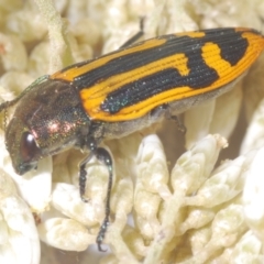 Castiarina costata at QPRC LGA - 16 Dec 2023