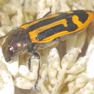 Castiarina costata at QPRC LGA - 16 Dec 2023