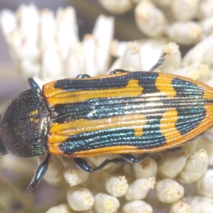 Castiarina costata at QPRC LGA - 16 Dec 2023