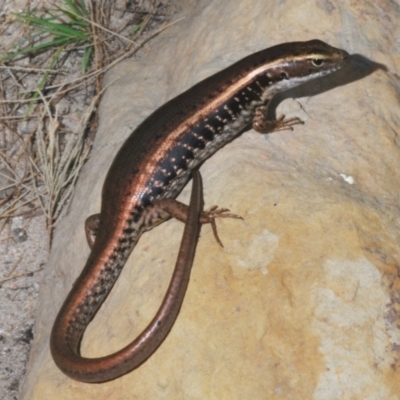 Eulamprus heatwolei (Yellow-bellied Water Skink) at Nerriga, NSW - 15 Dec 2023 by Harrisi