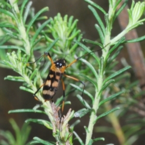 Gynoplistia (Gynoplistia) bella at Towrang, NSW - 16 Dec 2023