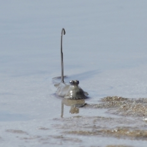 Oxudercinae (subfamily) at Wellington Point, QLD - 20 Dec 2023 09:01 AM