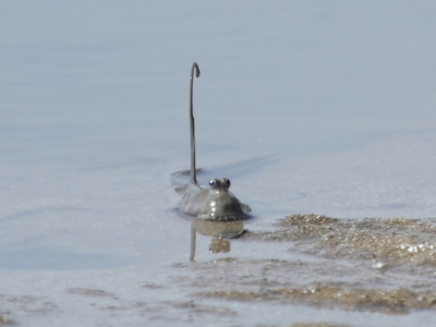 Oxudercinae (subfamily) (Mudskipper) at Wellington Point, QLD - 20 Dec 2023 by TimL
